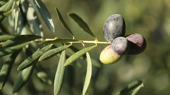 Ata ağaçlarında yetiştirilen "Karamürsel Samanlı zeytini" tescil yolunda