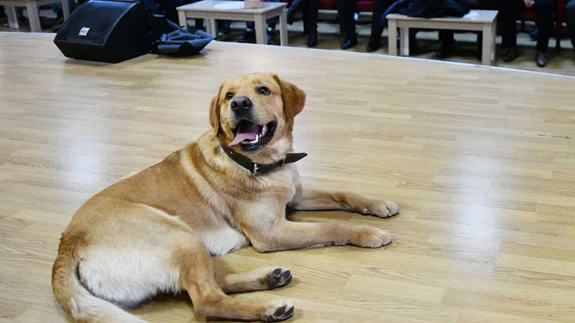 Öğrenciler eğitimli köpek 'Fox' ile hem eğleniyor hem bilinçleniyor