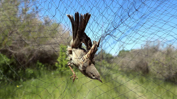 Aras Kuş Cenneti'nde 16 yılda 313 kuş türü kayıt altına alındı