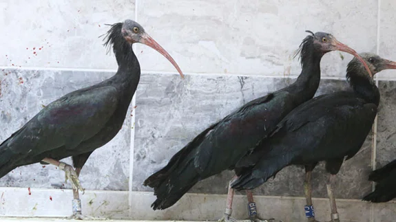 Koruma altındaki 30 kelaynak göçe kanat çırptı