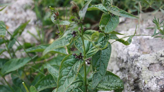 Türkiye'de yeni bir bitki türü keşfedildi