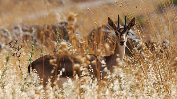 'Gazella gazella' türü dağ ceylanlarının varlığı artıyor