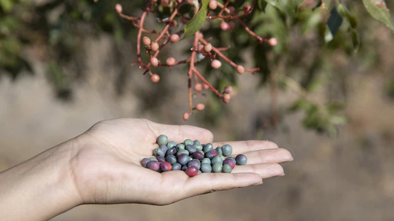 Güz gelince köylüler dağlara çıkıp topluyor!