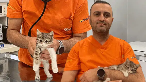 Tavuk gibi ses çıkaran kedi tedavi altına alındı