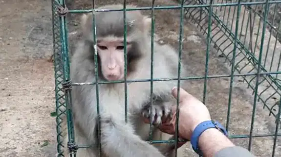 Antalya'daki bir evde kafesin içinde bulunmuştu! Ekipler görür görmez el koydu