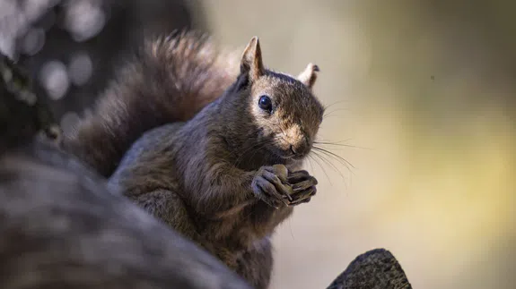 Munzur Vadisi'nin sevimli sakinleri sincaplar kış hazırlığında