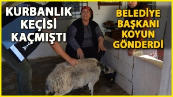 Kurbanlık Keçisi Kaçan Kadına Belediye Başkanı Koyun Gönderdi
