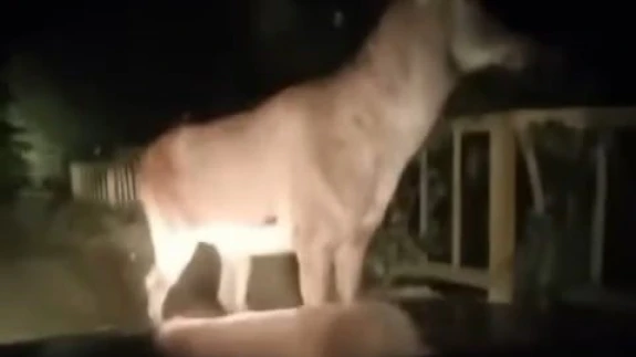 Karabük ormanlarında erkek geyik ve karaca görüntülendi