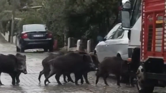 Yağışlar devam etti, domuzlar sokaklara indi: O anlar viral oldu!