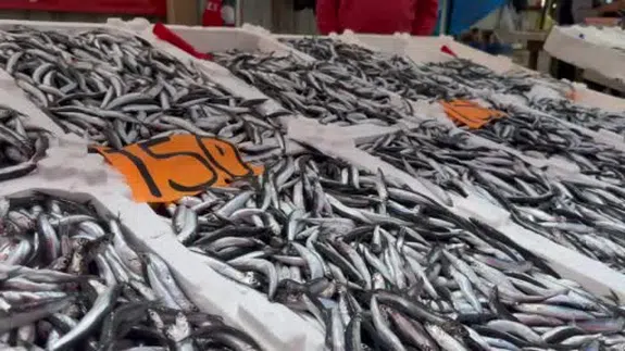 Azalan hamsi fiyatları yükseltti!