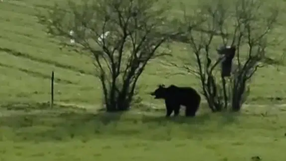 Ayıyla burun buruna geldi! O anlar cep telefonu kamerasına böyle yansıdı...