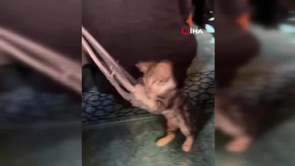 Tesbihler elden gitti: Camiye giren kedi kalpleri ısıttı!