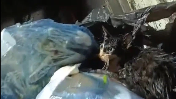 Bu nasıl vicdan! Kediyi poşete koyup çöpe attılar