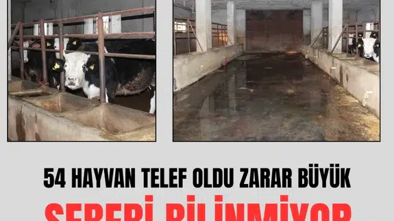 54 büyükbaş hayvanı telef oldu zararı 8 milyon lirayı buldu!