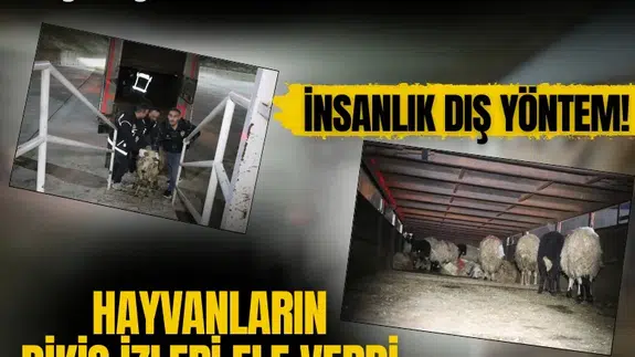 İnsanlık dışı yöntemle zehir ticareti: Hayvanların karnındaki dikiş izleri operasyonun kilidi oldu!