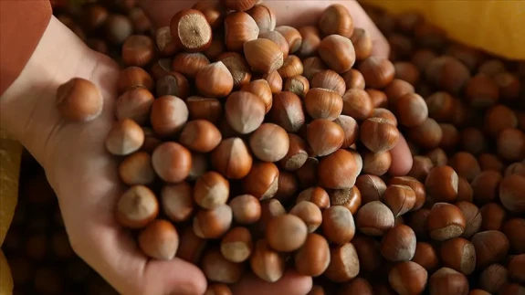 Ordu'da 50 Randıman Fındığın Kilosu Kaç Para, Fındık Fiyatları Yükselecek Mi?