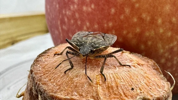 Fındık Üreticilerinin Kokarca Sorununa Çözüm Bulundu! Samuray Arısı Üretimi Hız Kazandı