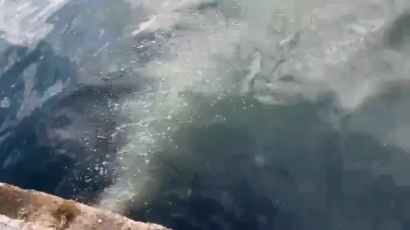 Marmara Denizi'nde kirlilik alarmı! İSKİ'ye ağır ceza