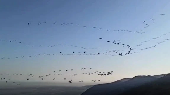 Tekirdağ Uçmak Dere'de Pelikan Sürüsü Göç Ederken Çekildi