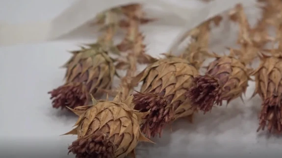 Şırnak'ın Şenoba Beldesi'nde Yeni Bitki Türü ''Erbilkızanı'' Literatüre Kazandırıldı