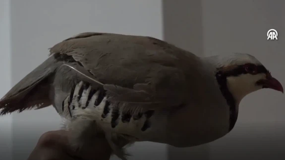 Şırnak’ta Aracında 21 Kınalı Keklik Bulundu: Sürücüye Rekor Ceza Kesildi!