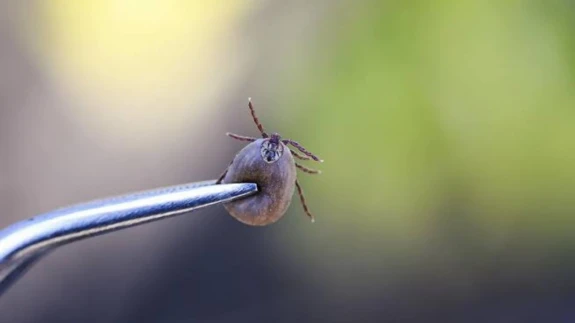 Sultangazi'de kene kabusu: Sokaklar istila altında!