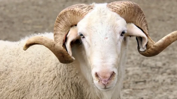 Kural Dışı Kesime 16 Bin TL Ceza