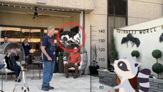 Duyan Şaştı! Kedi Oscar Guinness Rekoru Kırdı