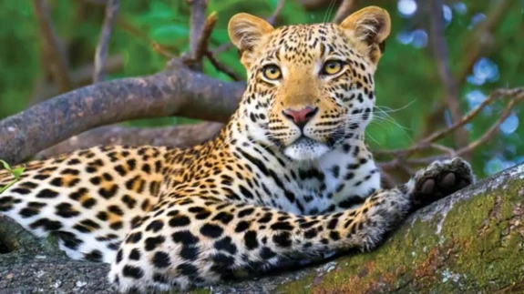 Anadolu Parsı Nedir: Nerelerde Görülür, Nesli Tükeniyor Mu?