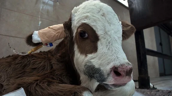 Buzağı Desteklemesi Ödemeleri Ne Zaman Yapılacak? Başladı Mı, Ne Zaman Bitecek?