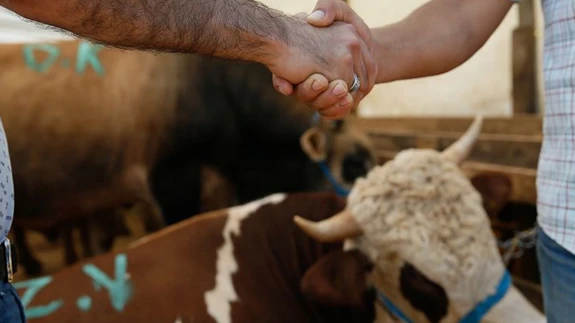 Kurbanlık alırken bu hatalara düşmeyin! Diyanet'ten kritik uyarı