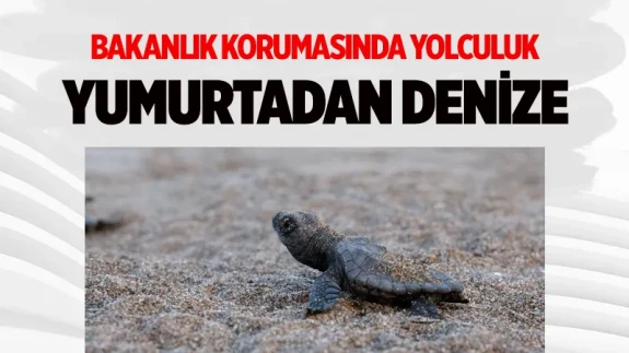 Bakanlık korumasında yavru kaplumbağalar denize kavuşuyor