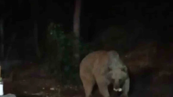 Bingöl’de şantiye alanına inen ayı karnını doyurdu... O anlar kamerada