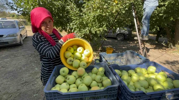 Kuraklık Isparta’yı vurdu: Elma üreticileri bu yıl emeğinin karşılığını alamıyor!
