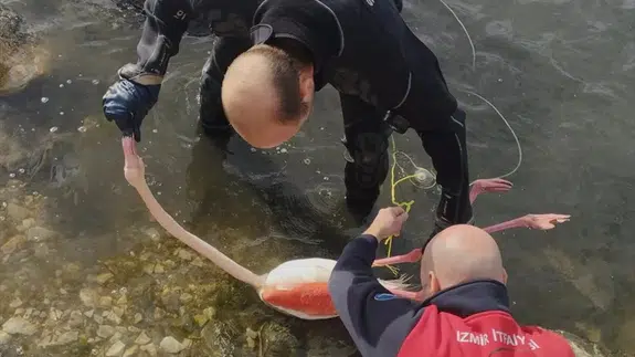 İzmir’de yürek ısıtan kurtarma operasyonu: Flamingo yeniden özgür