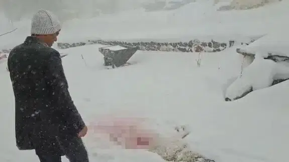 Sivas’ta kurt paniği: Köylüler tedirgin, köpekler telef oldu!