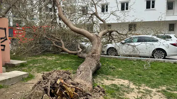 Denizli’de Fırtına Dehşeti! Çatılar Uçtu, Ağaçlar Devirdi