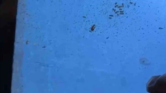 'Siz kabul eder misiniz?' cevabı gündem oldu: Primemall’da mide bulandıran denetim!