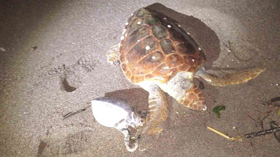 Marmaris’te 2 caretta caretta kıyıya vurdu