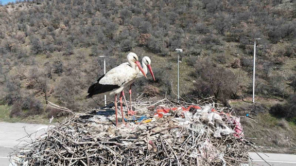 Baharın habercisi olan leylekler, Ankara’ya ulaştı