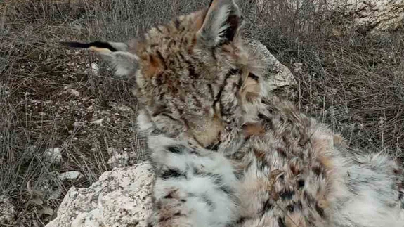 Doğada nadir görülen vaşak ölü bulundu