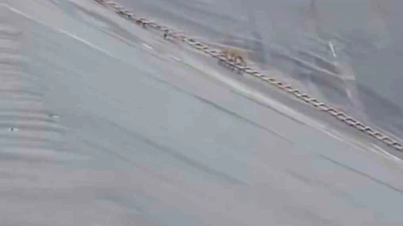 Yapay gölete düşen çakal merdivenle kurtarıldı