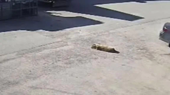 Yolda yatan köpeği ezdi, arkasına bakmadan uzaklaştı