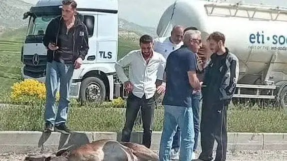 Beypazarı’nda yürekleri ağza getiren kaza: Yola fırlayan geyik ölümden döndü