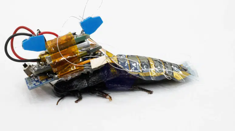 Drone yetmedi, böcekler devrede: Almanya’dan biyonik hamam böceği projesi!