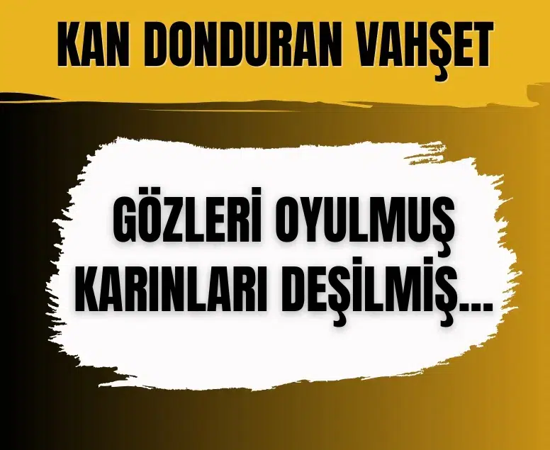 Kedilerin gözleri oyulmuş, karınları deşilmiş şekilde bulundu