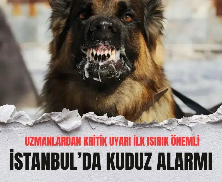 İstanbul’da kuduz alarmı! 123 bin kişi hastaneye koştu