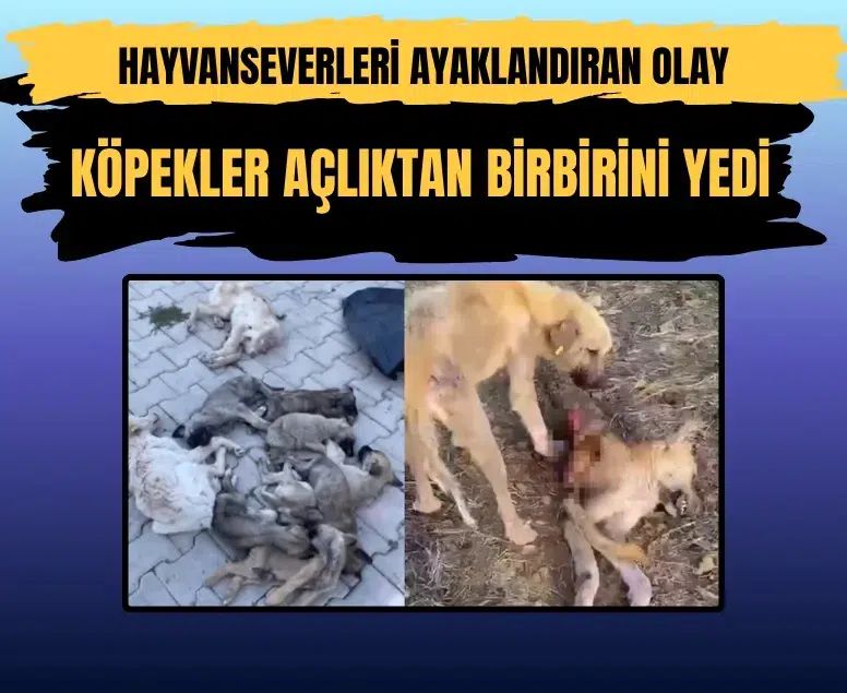 Açlıktan birbirini yiyen köpeklerin bakıldığı barınakta birçok ilacın tarihinin geçtiği belirlendi