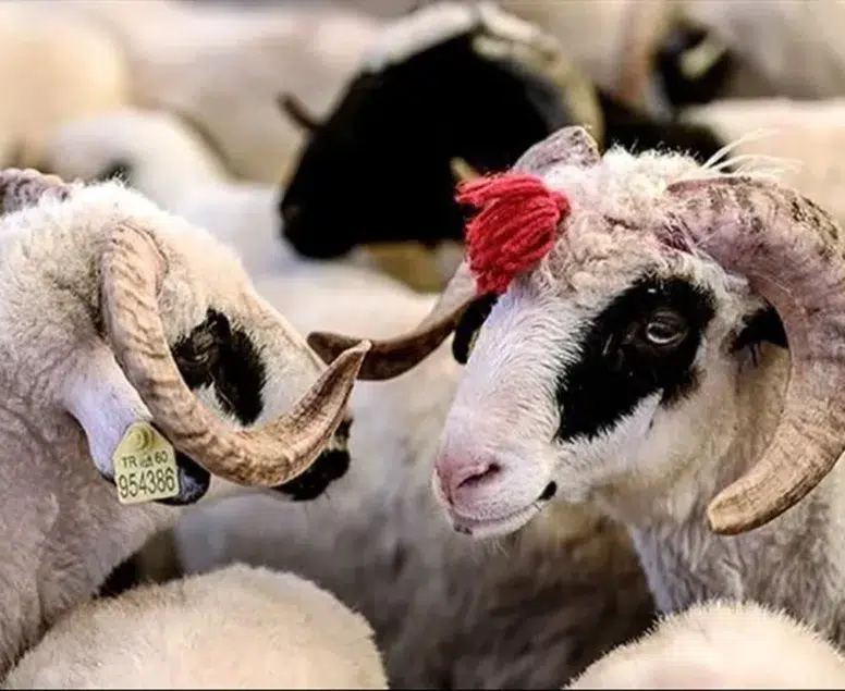 Milyonların gözü kulağı bakanlıktaydı: Kurban Bayramı ikramiyesinde rakam netleşti!