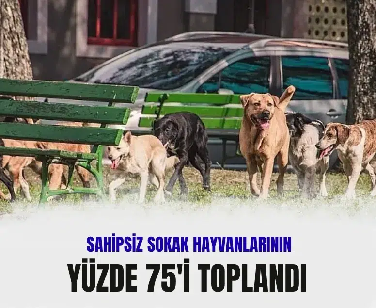 Türkiye’de sahipsiz hayvanların yüzde 75’i barınaklara alındı